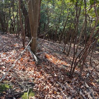 かなり落葉に足を取られロープは助かる！