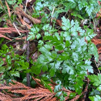 オウレン、花が見つけられない