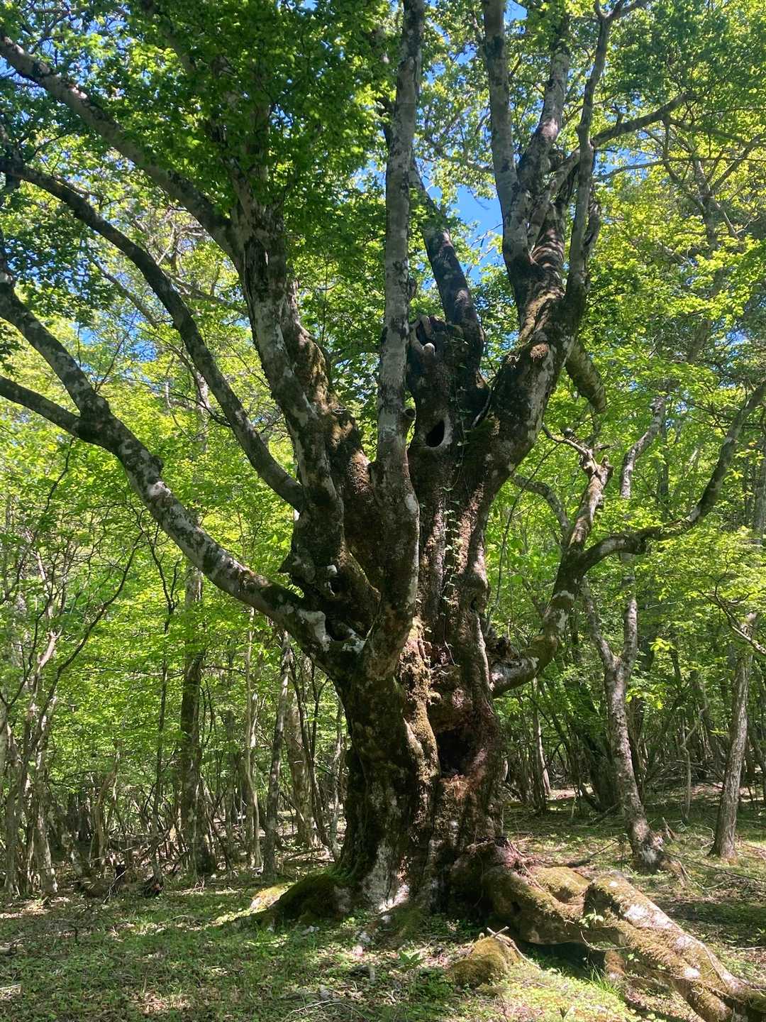 この辺で一番の巨木ブナ　通称　天狗ブナ
富士山の大噴火にも耐えたと思われる樹齢三百数十年
