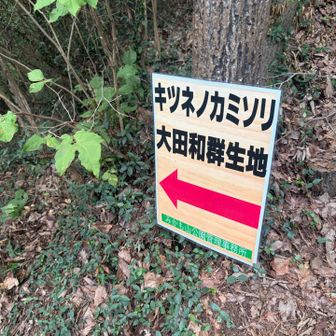 さっきのが大田和群生地ね