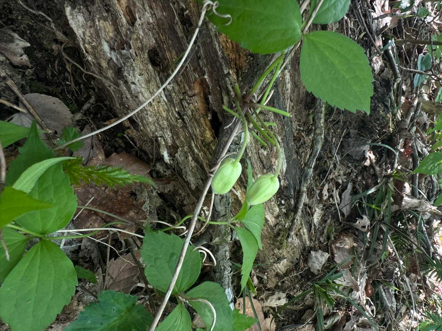 トリガタハンショウヅル(鳥形半鐘蔓)🌿
半鐘に似た緑白色のお花が可愛い🩷