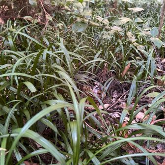 スマホのYAMAP確認がいそがしい^^;｡