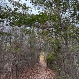 落葉をサクサク歩く🍂
