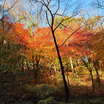 この辺りの紅葉🍁は素晴らしい景色でした。