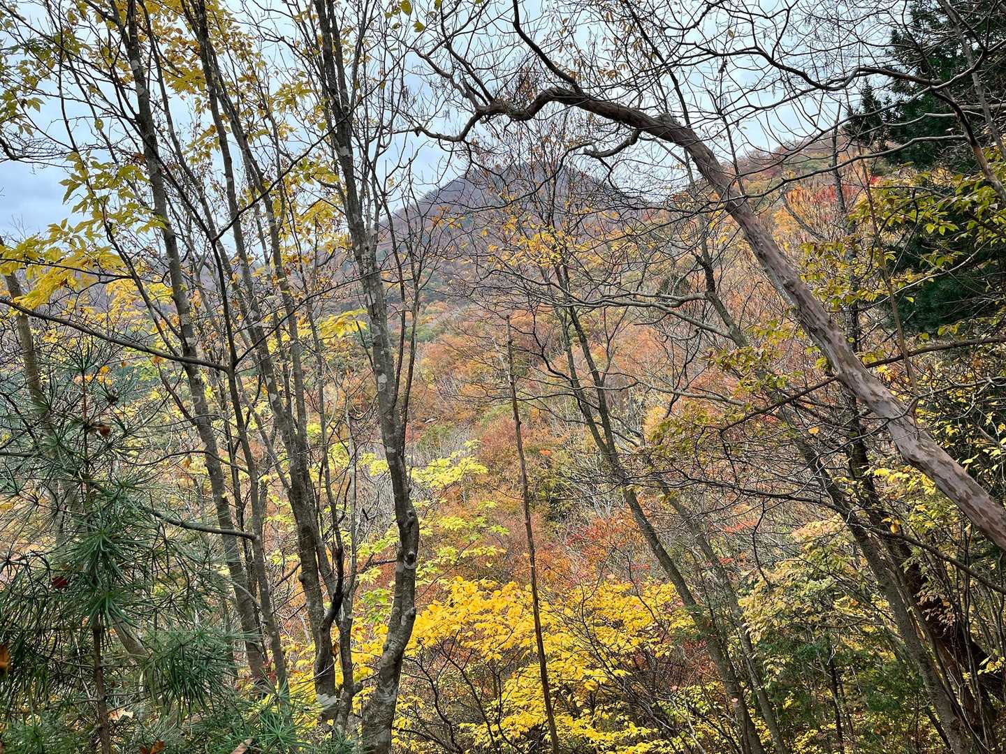 木々の向こうが目指す蕪山