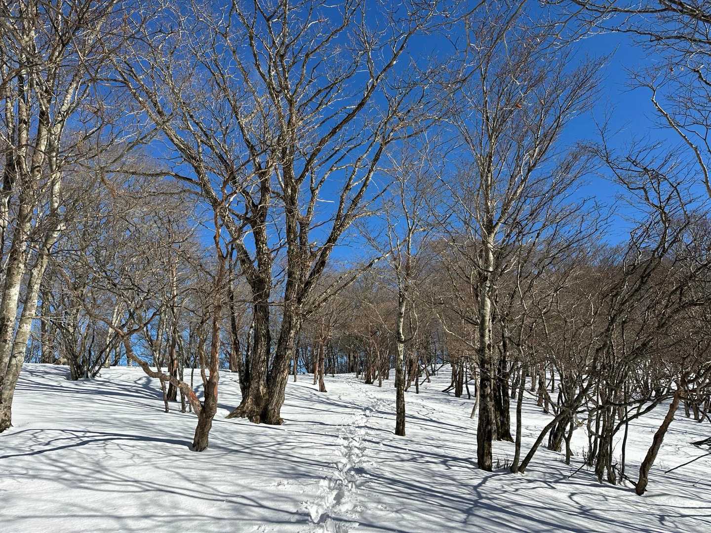 この辺りは霧氷が残ってないんですよねー。
でも静かな山歩きが楽しめましたよ。😙