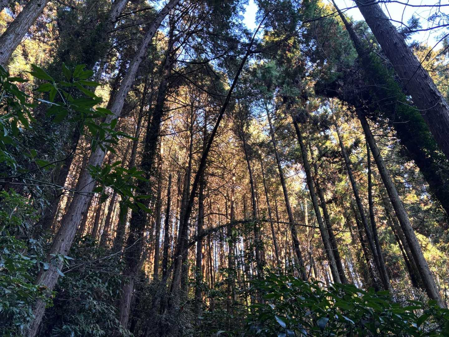 木の間から光が差し込む、森の景色が好き😊