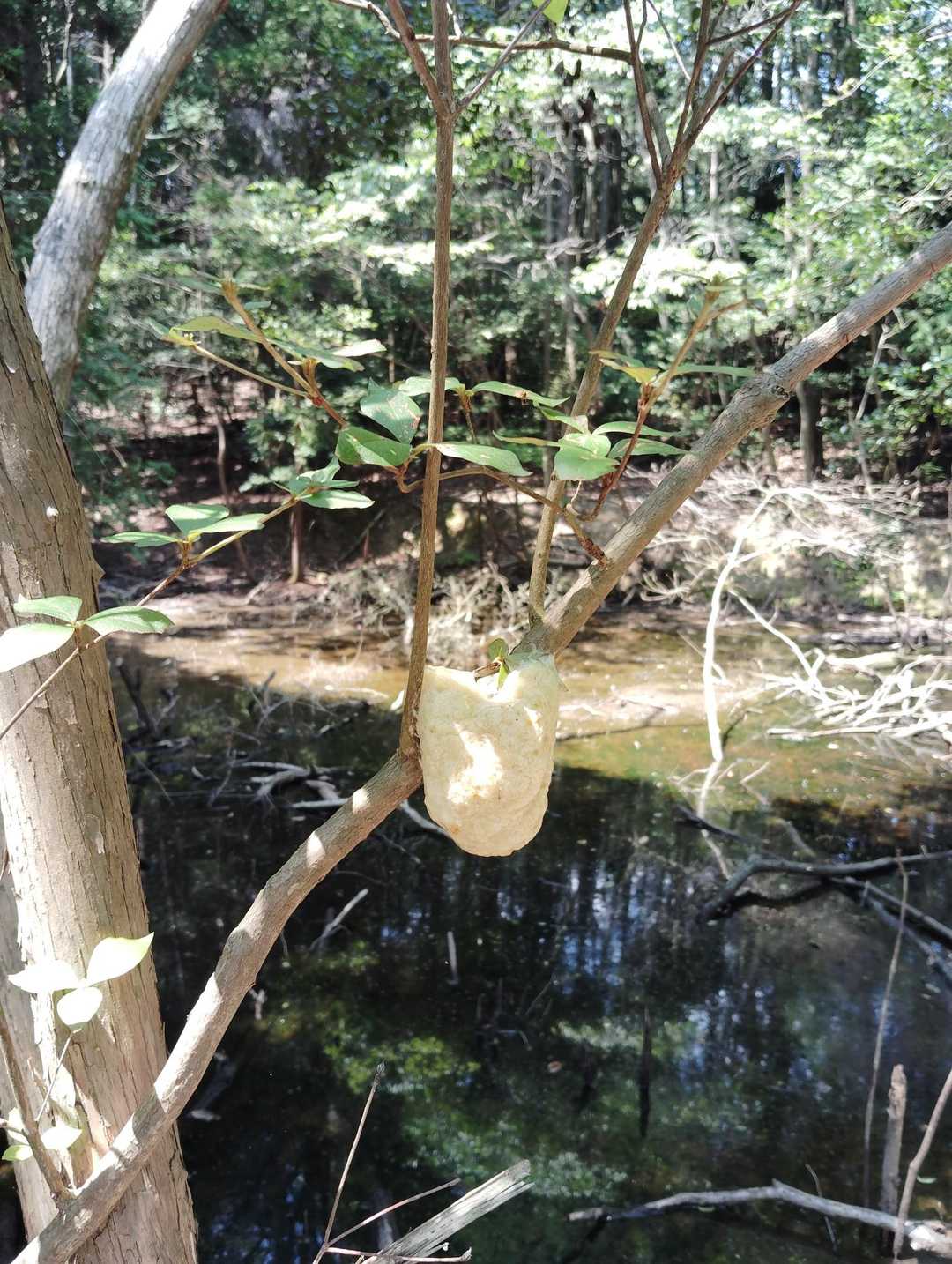 びろ〜ん　オオカマキリの卵鞘