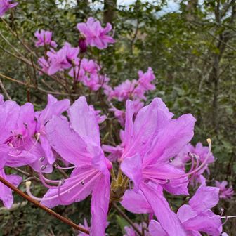 ツツジが咲いてます
