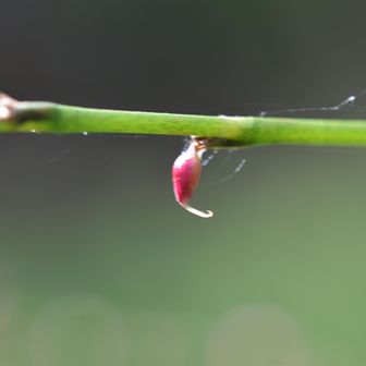 ミズヒキ　ひっつき虫
水引