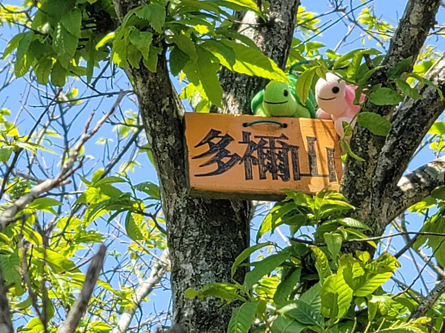 山頂プレート🐢