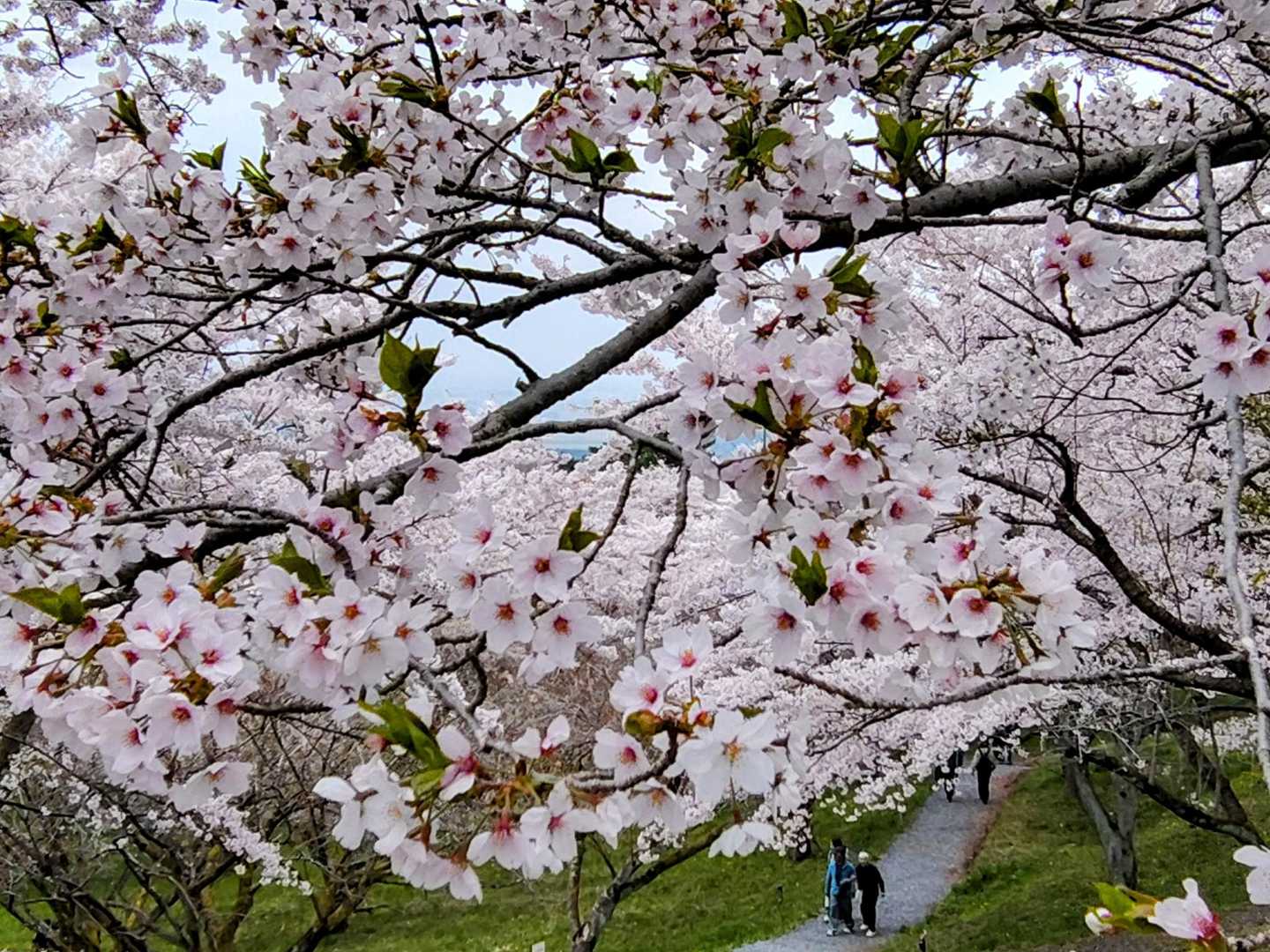 花見コースを歩いて戻ります🌸🚶🌸