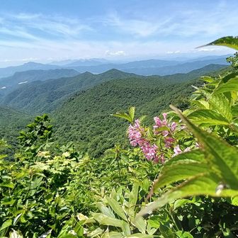 ウツギに遥か榛名山