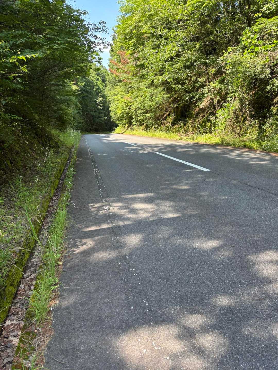 下山は、薮を掻き分けて進み
テープを頼りに降りてたら
突然、公道に出ました
