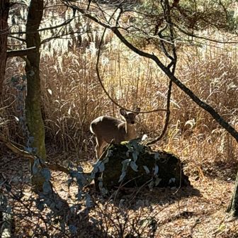 帰り下山中。鹿に🦌出会いました。