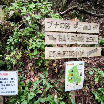 左の看板方面から来ました。石山の路は
🚶都民の森茶屋の人と話してたら最近も遭難者が出たらしく滑落もある登山道みたいです😰三頭山は反時計回りか都民の森駐車場からのピストンが楽ちんだと思います
