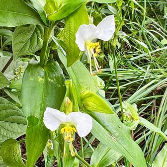 大森山の登山道に入る前、いくらか花が咲いています🌼
白いツユクサ🤍初めて見ました🎶