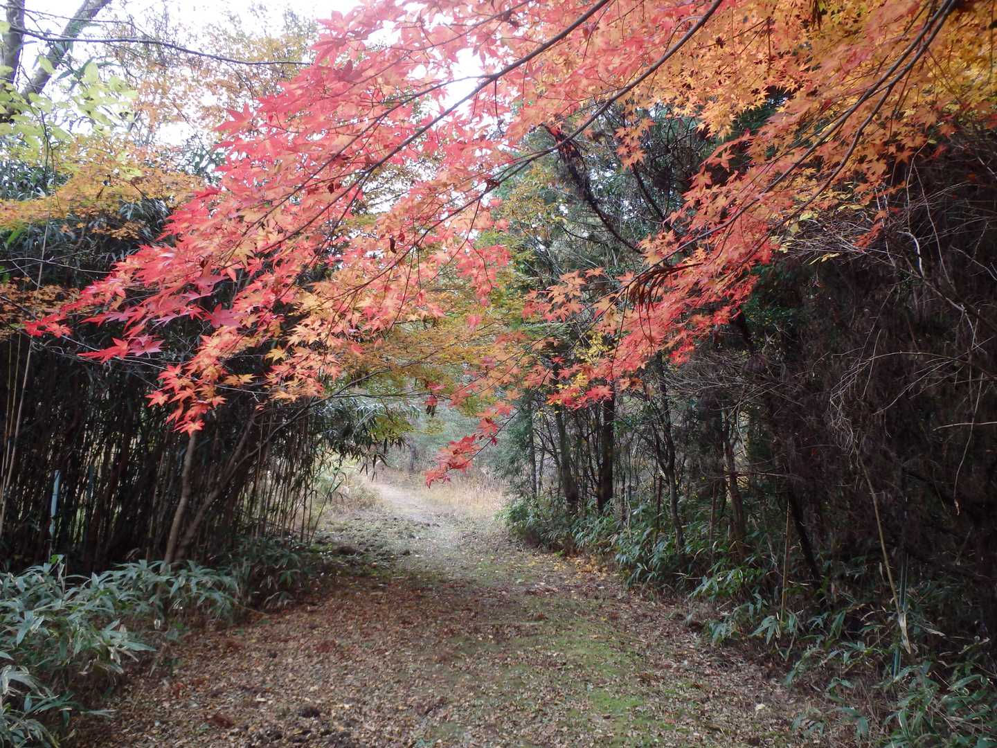 中馬街道
