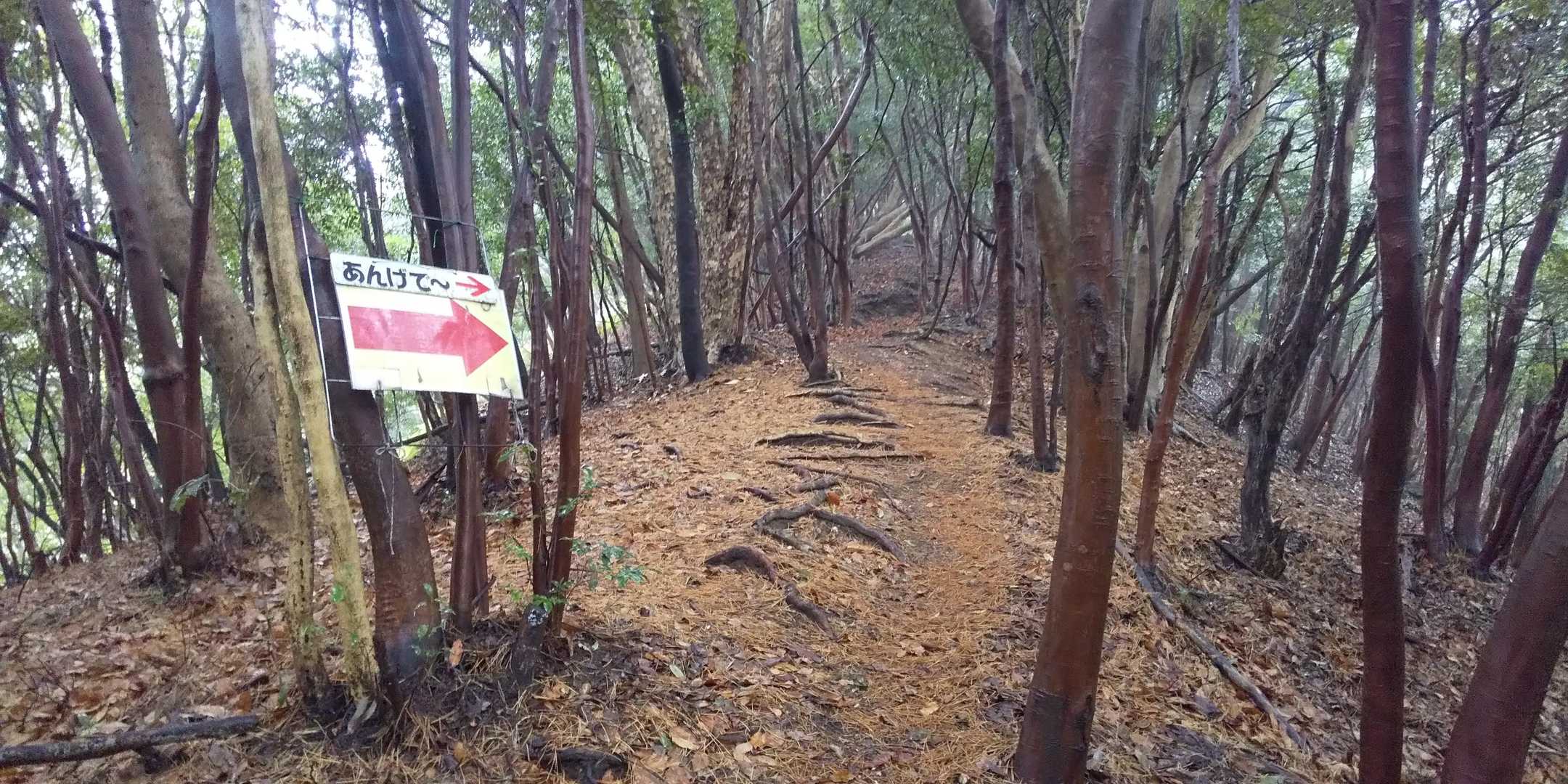 樅木山登山口-樅木山 往復コースの写真