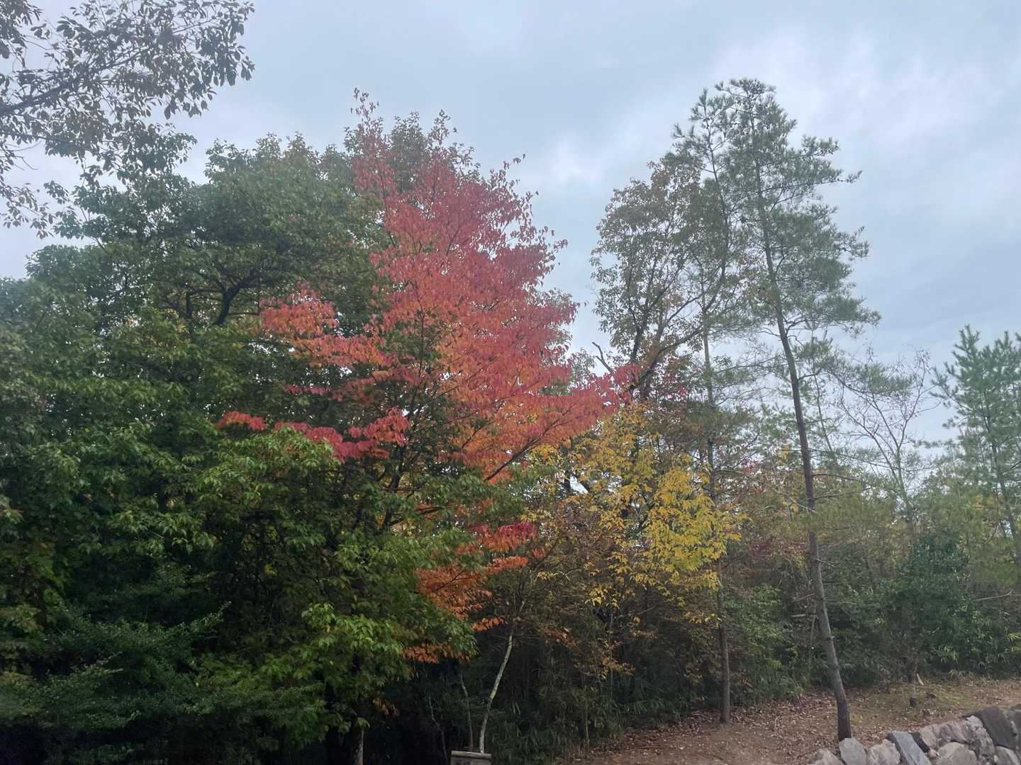 秋だなぁ🍂