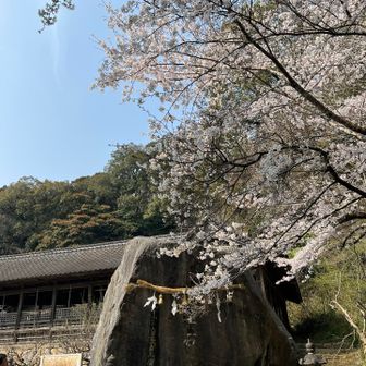 ここはマジで満開やった🌸