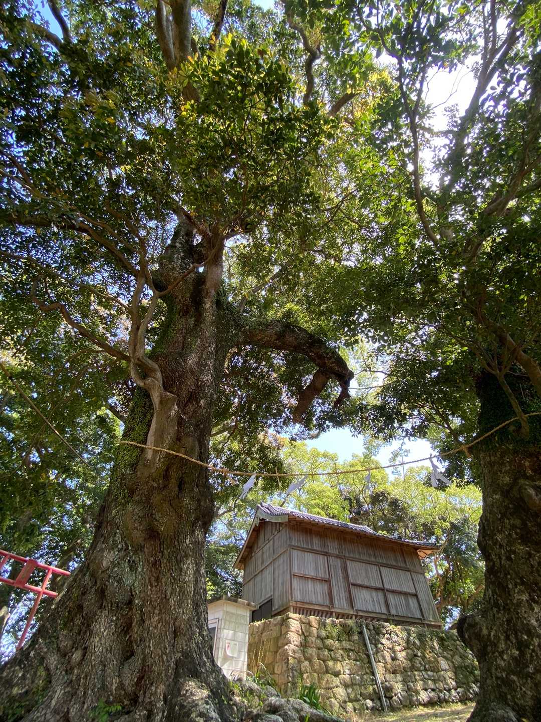 愛宕山 周回コースの写真