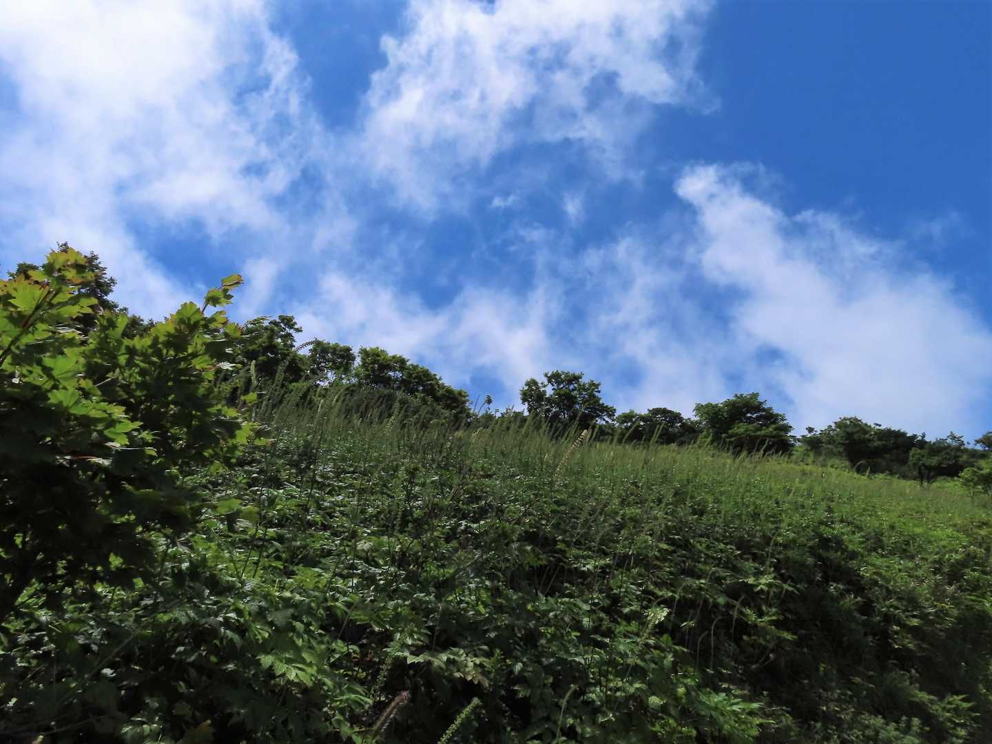 サラシナショウマの群落地と青空