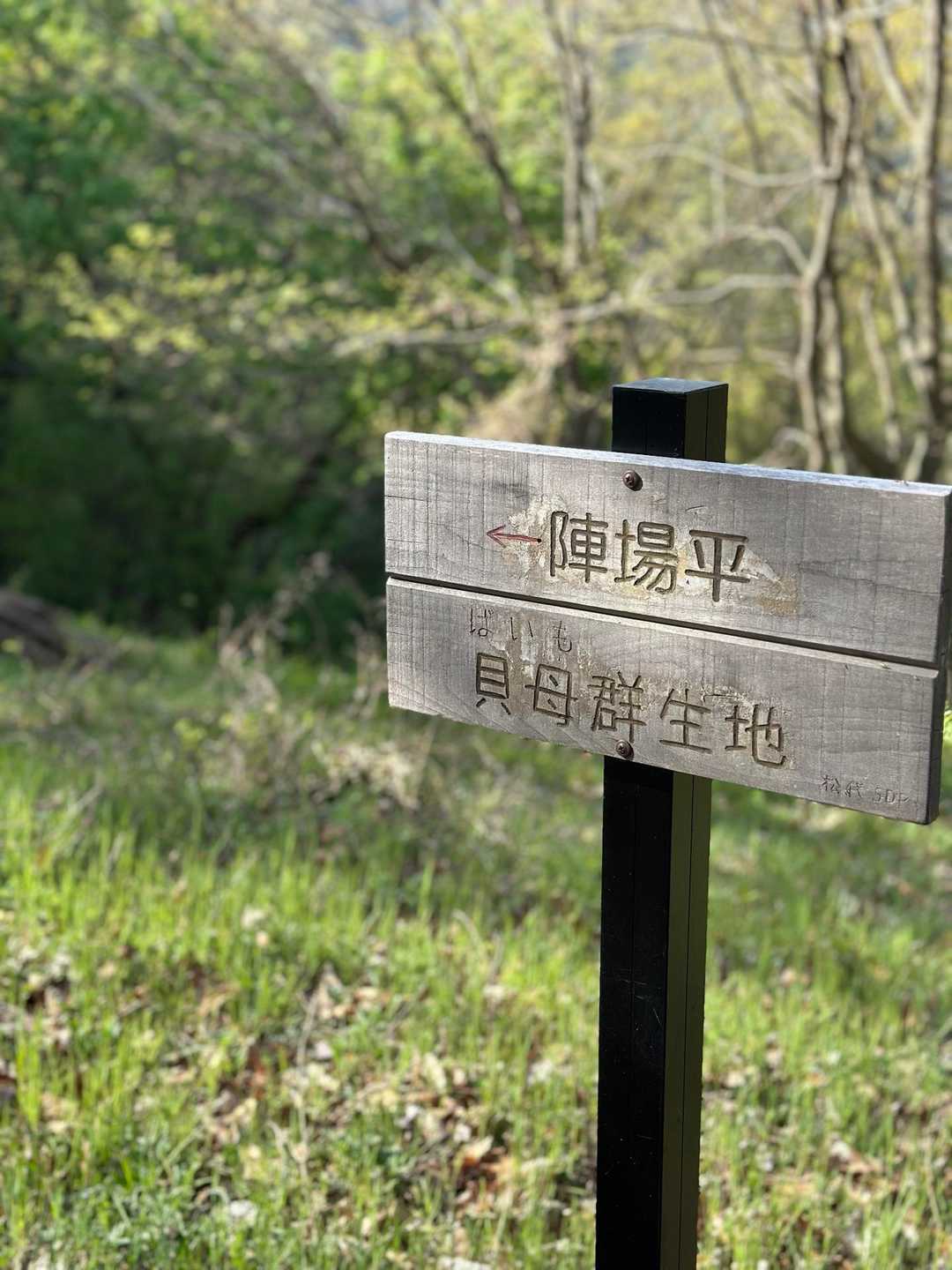 陣馬平と...貝母（ばいも）と言ってたのか！
貝母群生地へ！