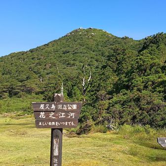 花之江河は、標高約1,640m。日本最南端の高層湿原です。正面の山が黒味岳。