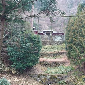 杉の間から神社を見上げるパワースポットだそうです