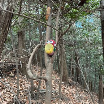 子キョロちゃん⁈