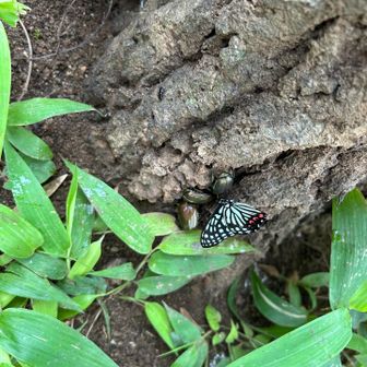 アカボシゴマダラ。特定外来生物。。
