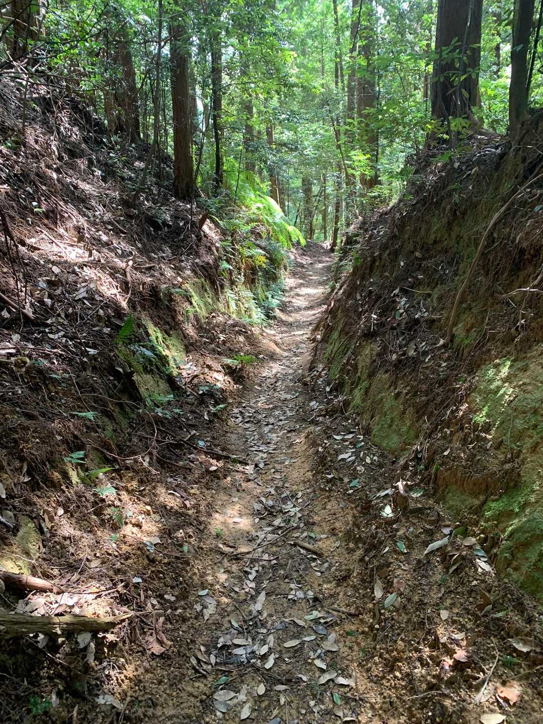 涼しい道