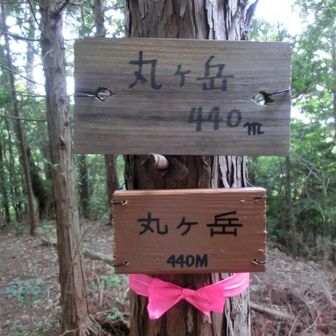 山頂標識があるだけで、三角点と展望はない 🙅‍♂️