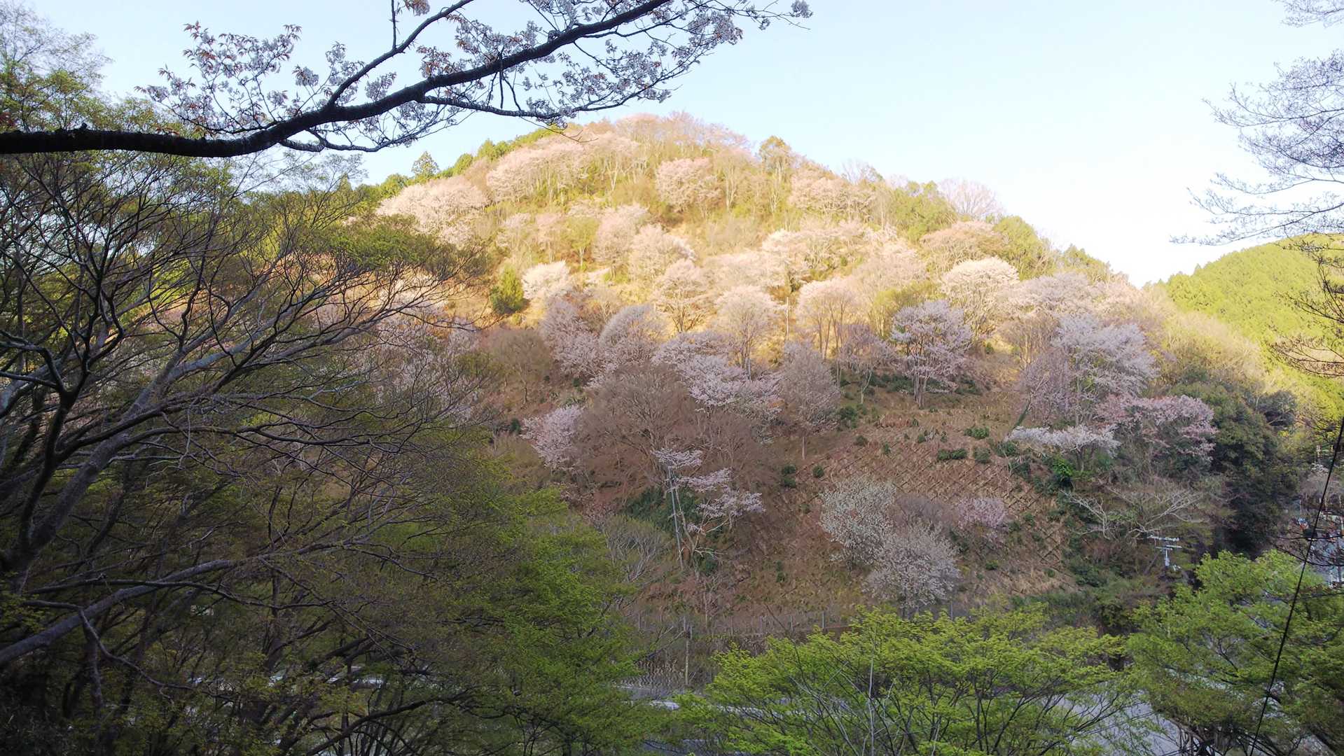 名残惜しいですが吉野山🌸はまた来年🙋‍♂️