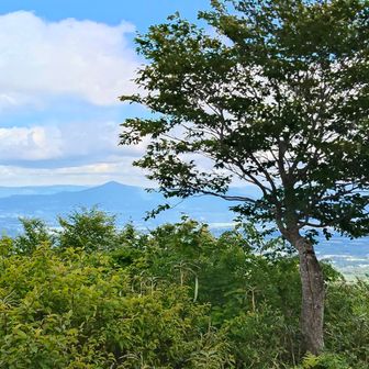 早池峰山と橅（ブナ）