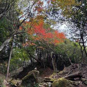 色づきはじめ