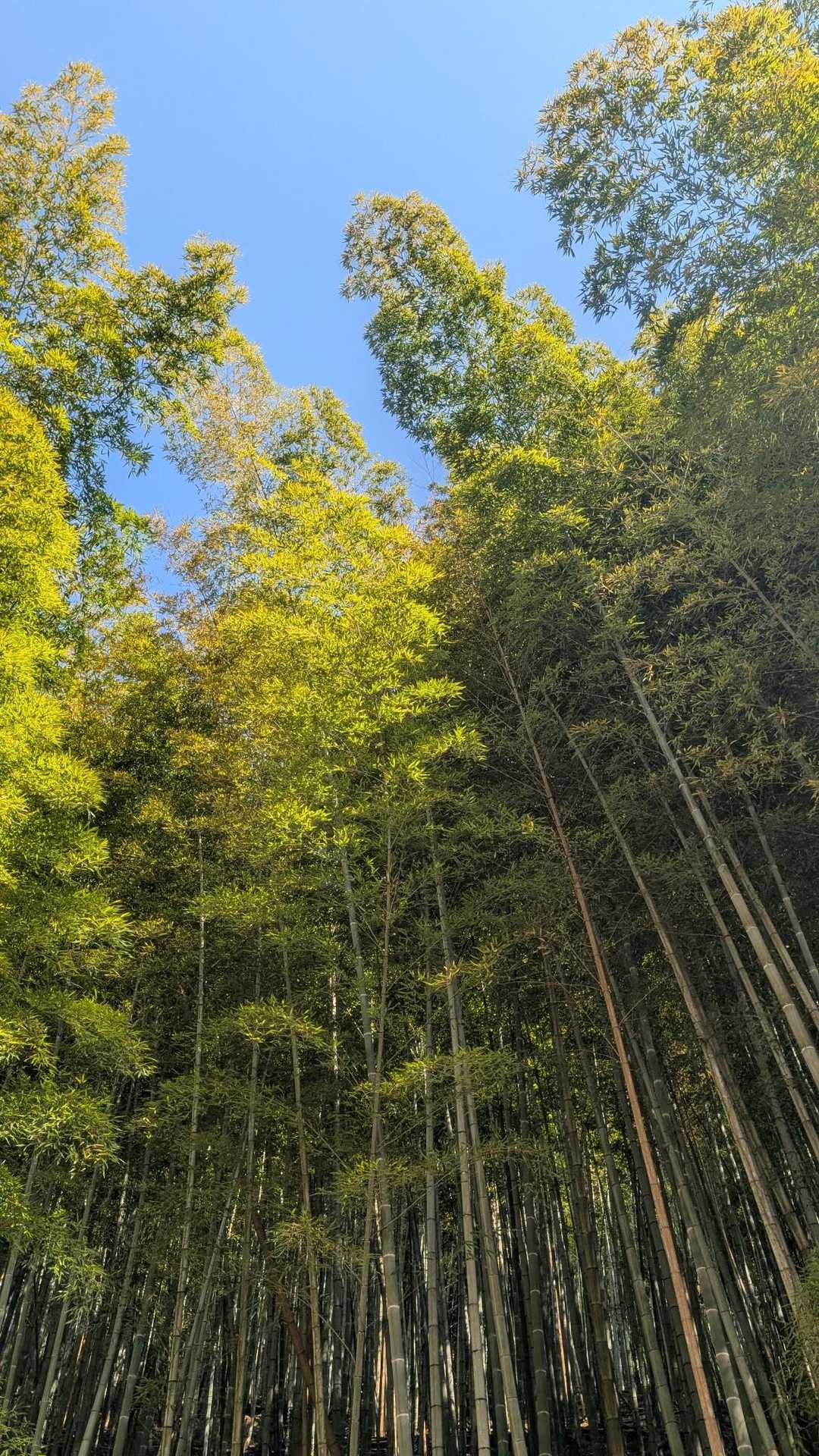 竹林を抜けて🚶
青空になりました、暖かい💦