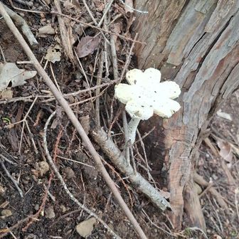 花のかたちのかさ
もともとなのかな？