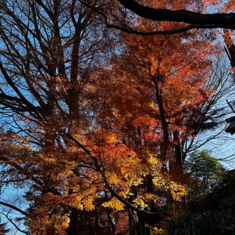 これで見納めかな。
綺麗でした！