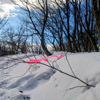 ピンクテープが真横になびくほど爆風🌀🌀