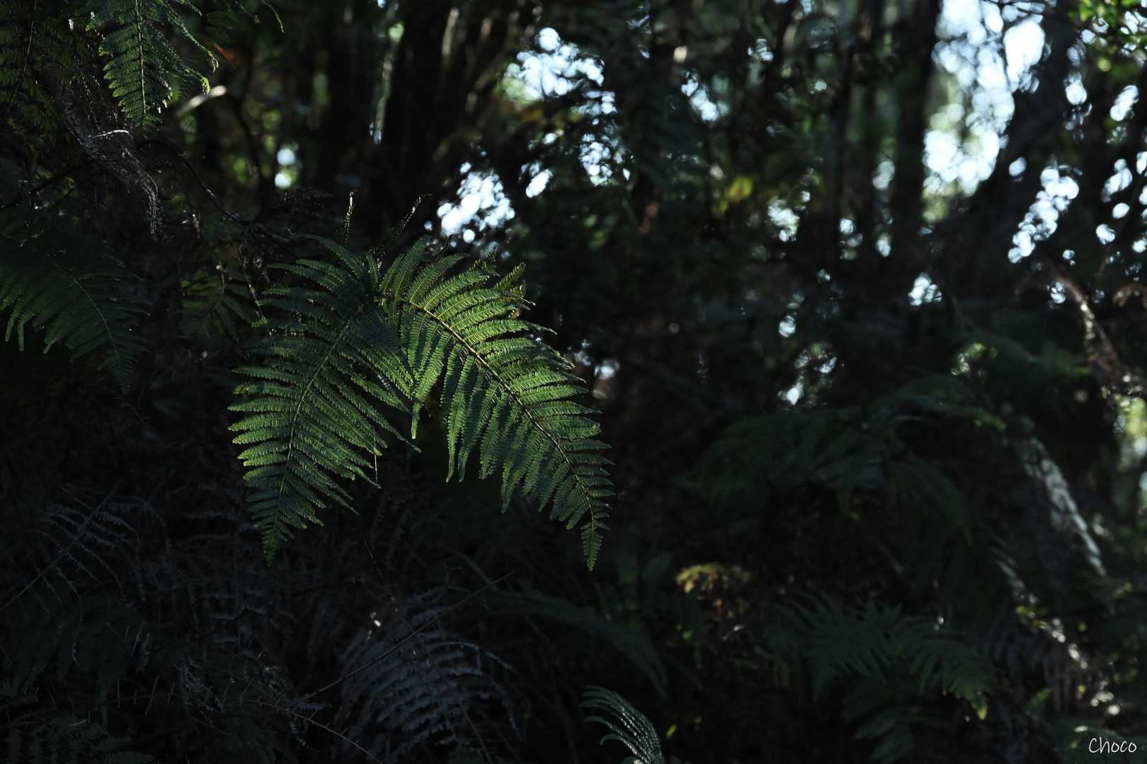 宇美八幡宮-井野山登山口-井野山 往復コースの写真