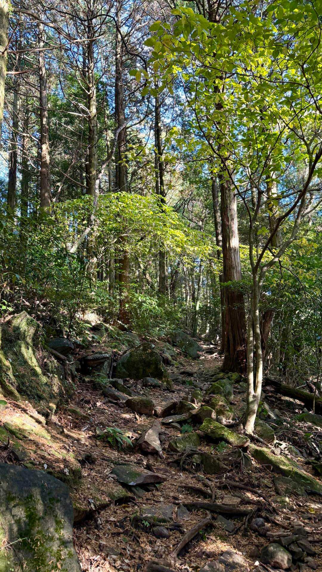 登山じゃなくてハイキングだな！