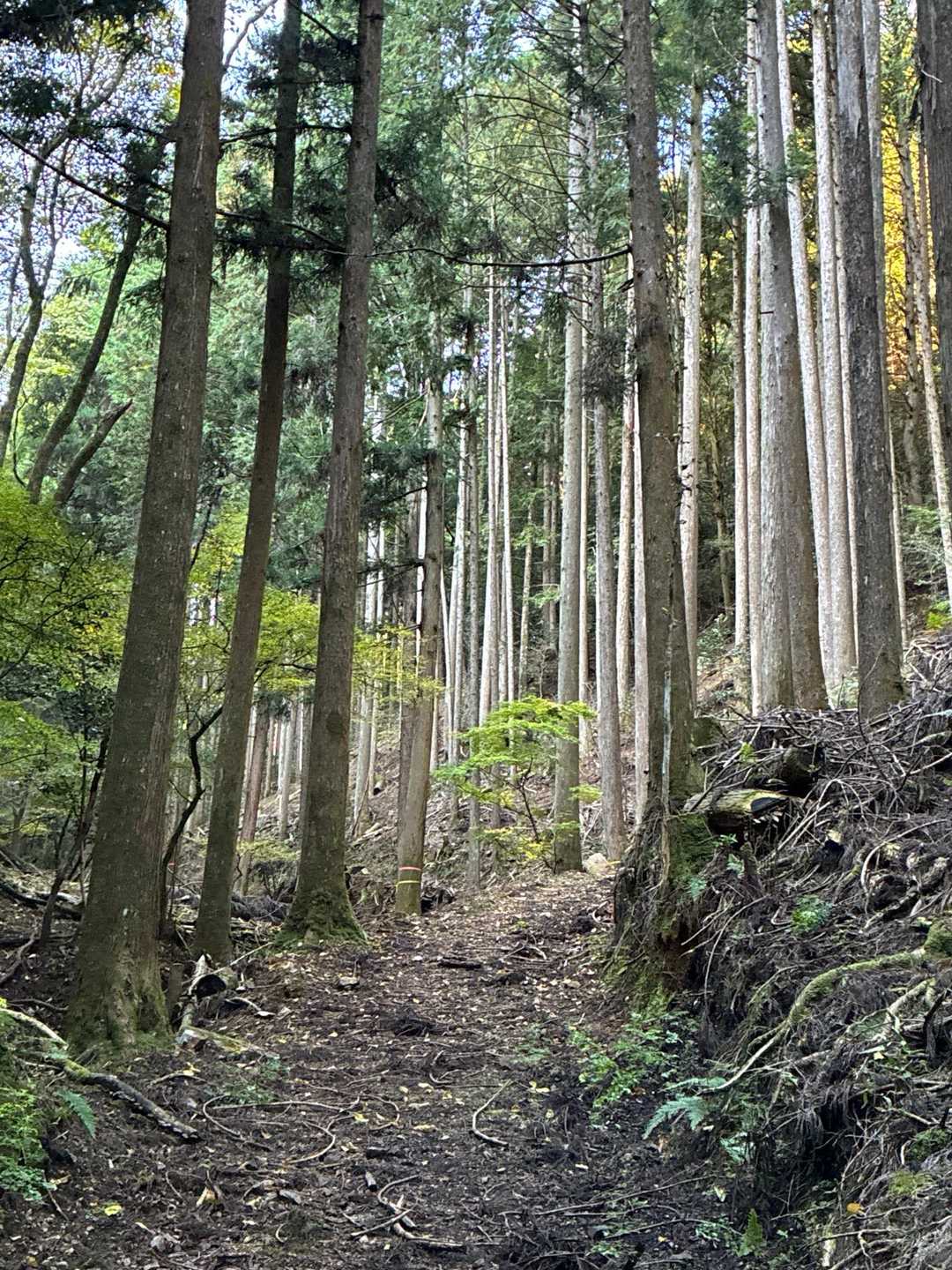 道は明瞭ですが、誰とも会わないのは少し心細い🥹