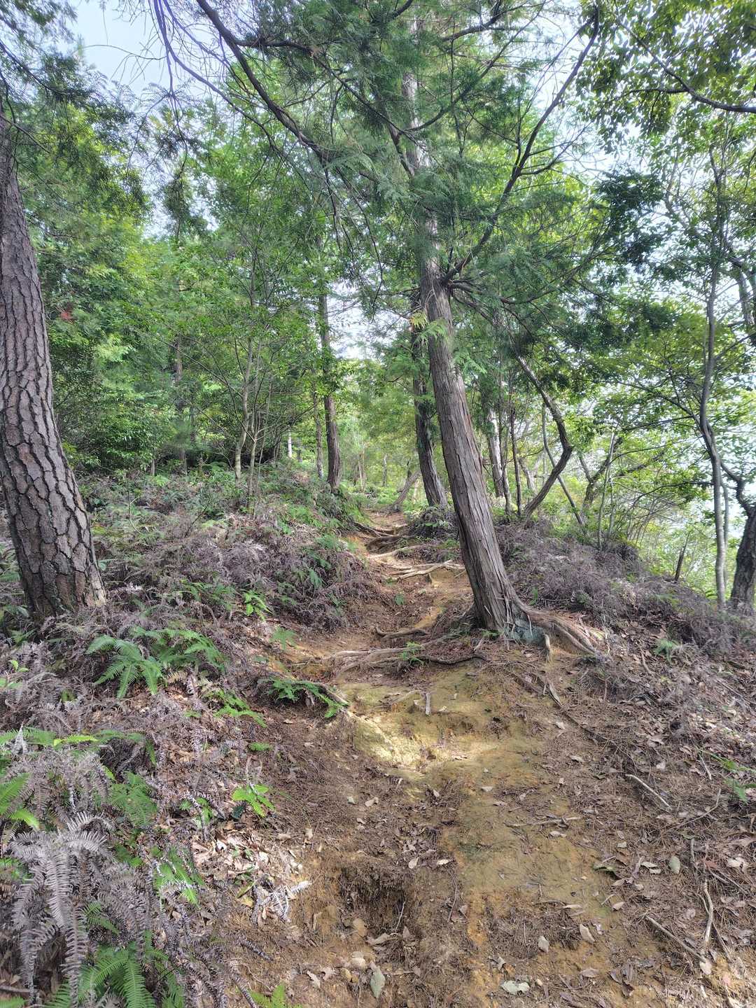 三本木山登山口-三本木山 往復コースの写真