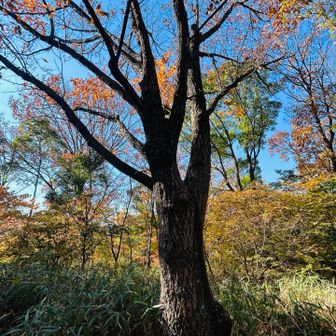 山頂にあった立派な木。葉を見忘れたがクヌギか。