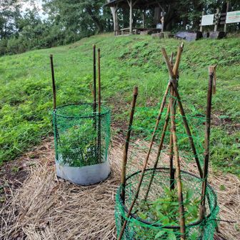 フジバカマは、元気に育っています。