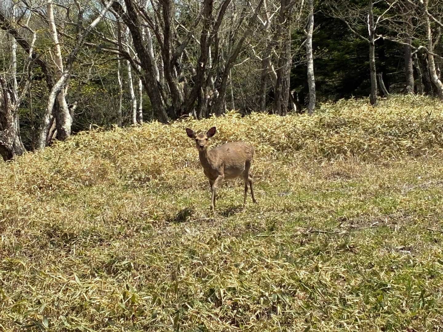 鹿と遭遇🦌