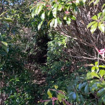 一瞬怯む、アセビの森
トンネル隙間ありました🤣