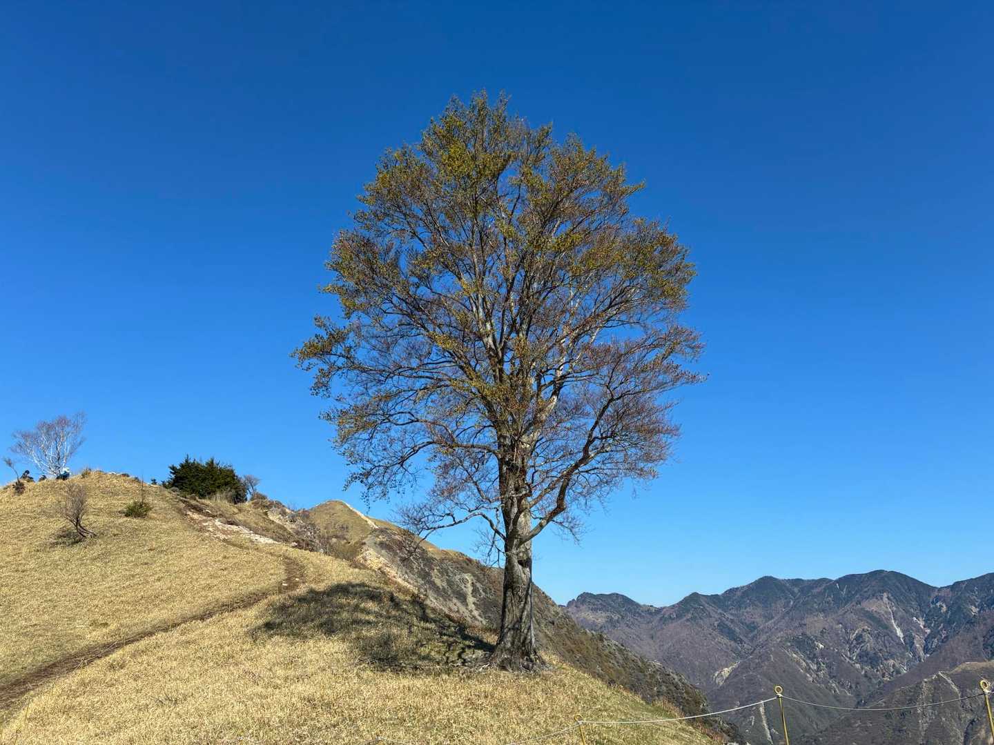 到着〜孤独のブナね〜。
以前来た時より生き生きしてるような🌲